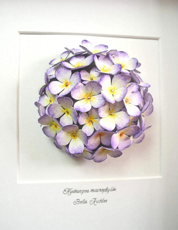 Hydrangea Macrophylla