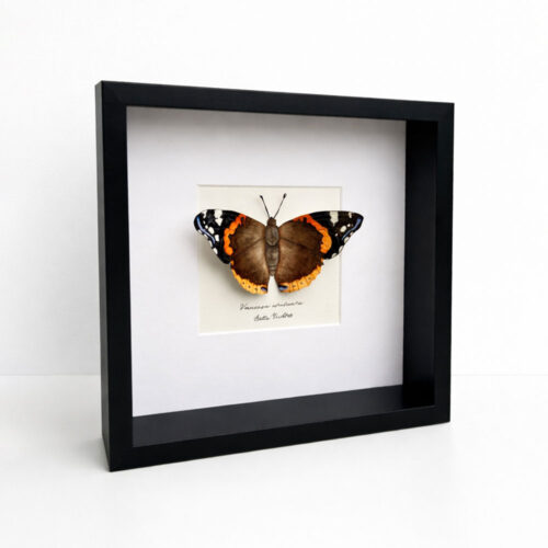 Vanessa atalanta